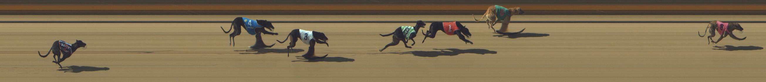 Photo finish for Shepparton Race 1