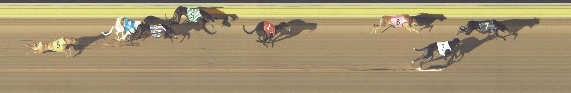 Photo finish for Shepparton Race 2