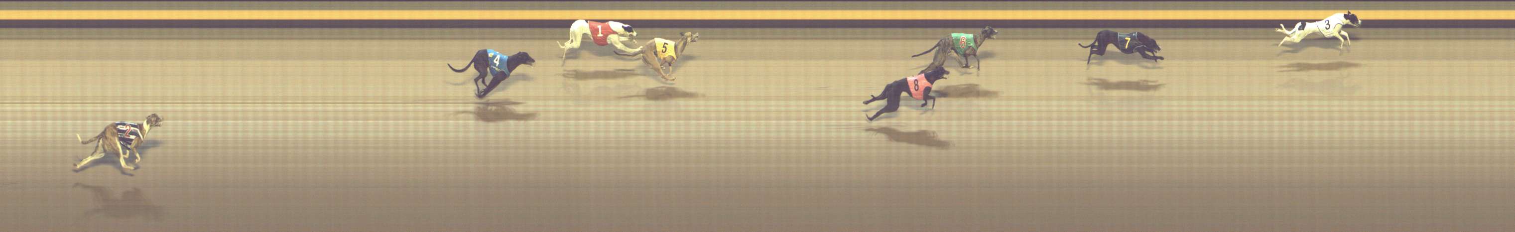 Photo finish for Shepparton Race 11