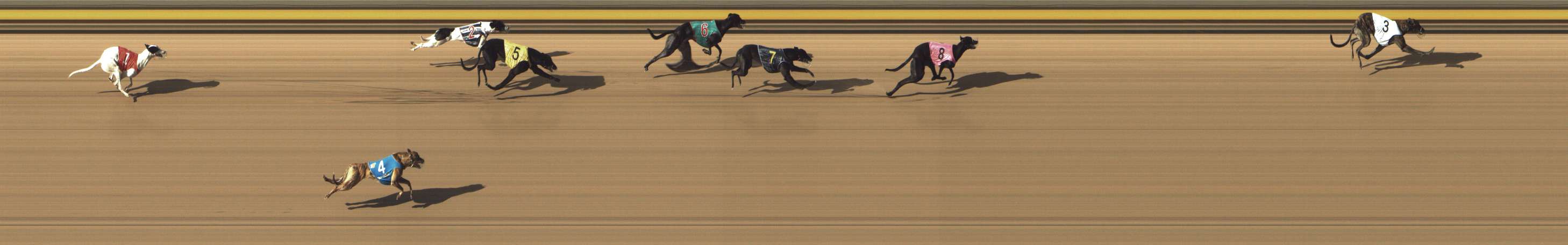 Photo finish for Shepparton Race 7