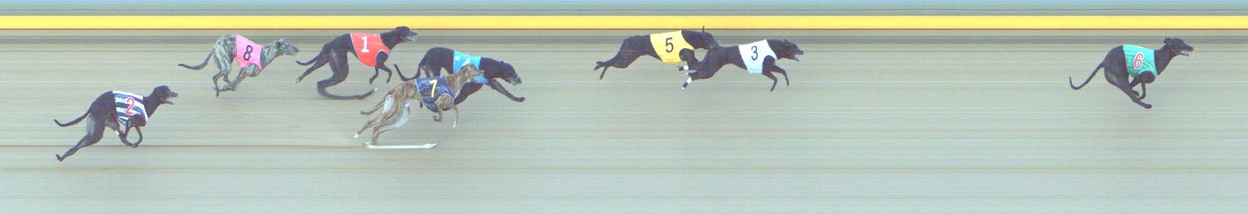 Photo finish for Shepparton Race 6