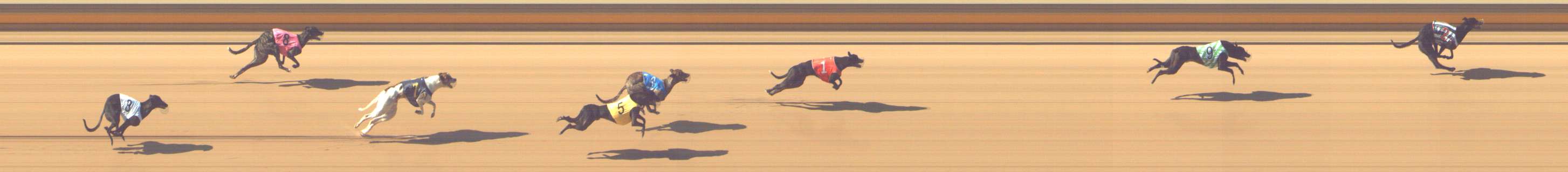 Photo finish for Shepparton Race 2