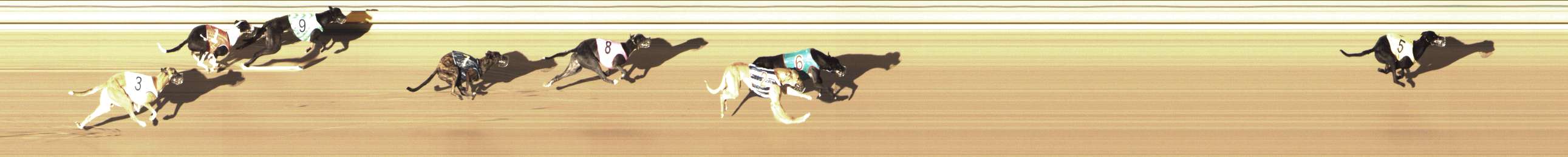 Photo finish for Shepparton Race 2