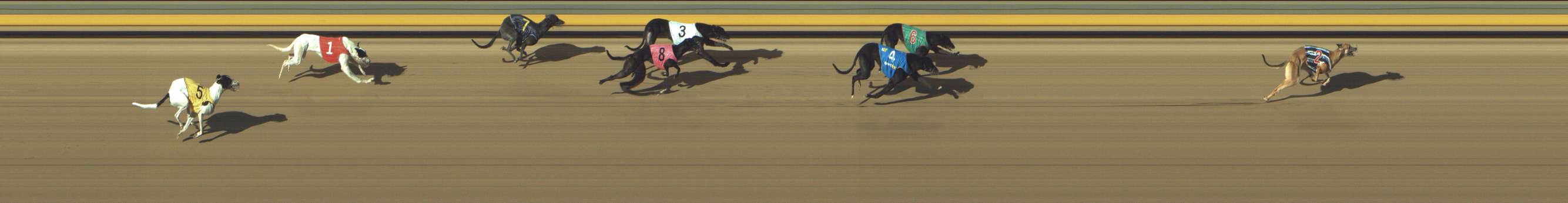 Photo finish for Shepparton Race 10