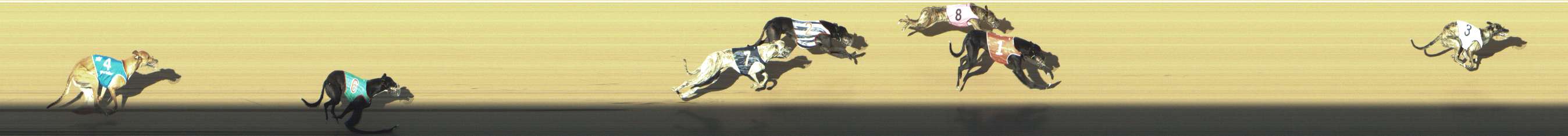 Photo finish for Shepparton Race 5
