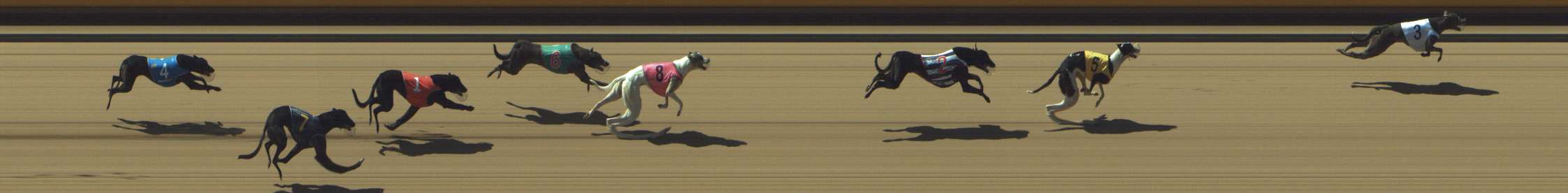 Photo finish for Shepparton Race 3