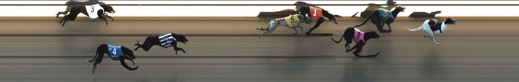 Photo finish for Shepparton Race 13