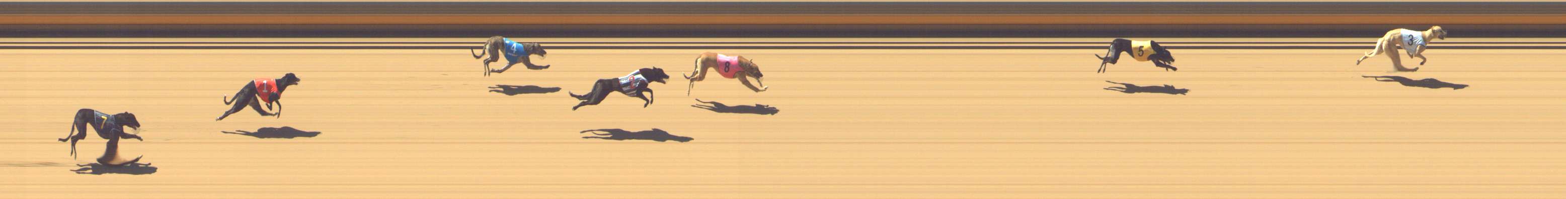 Photo finish for Shepparton Race 2