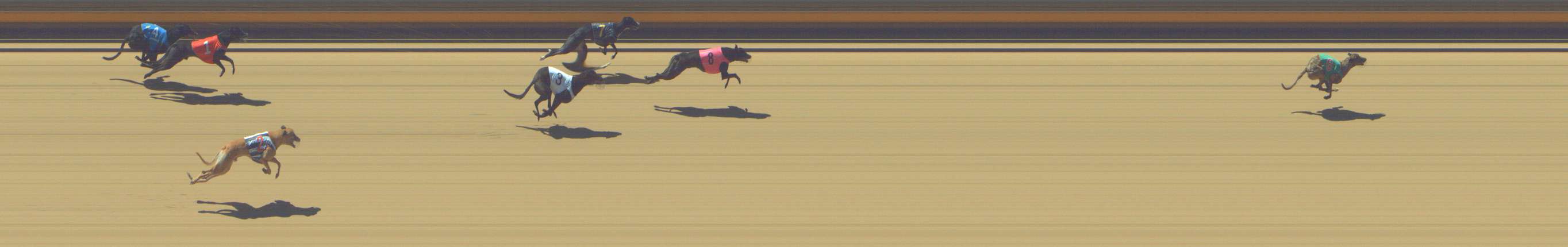 Photo finish for Shepparton Race 2