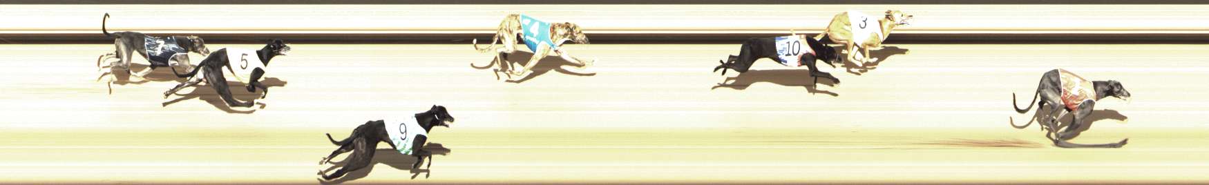 Photo finish for Shepparton Race 8