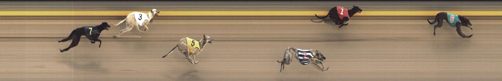 Photo finish for Shepparton Race 11