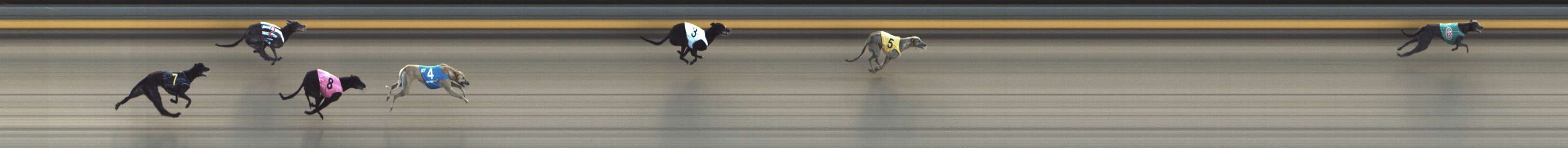 Photo finish for Shepparton Race 4