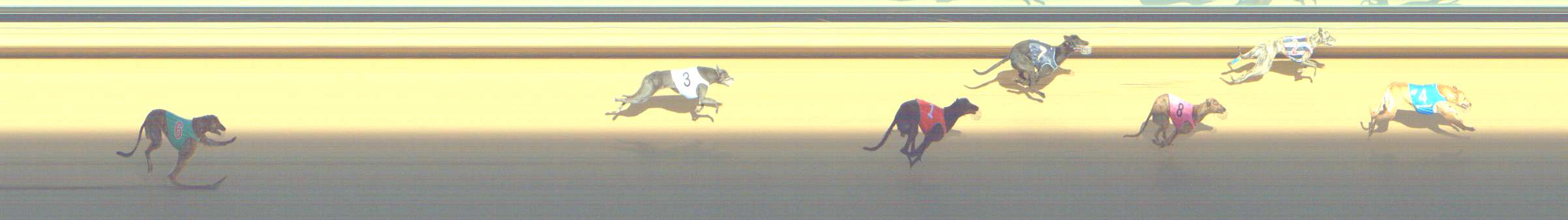 Photo finish for Shepparton Race 9