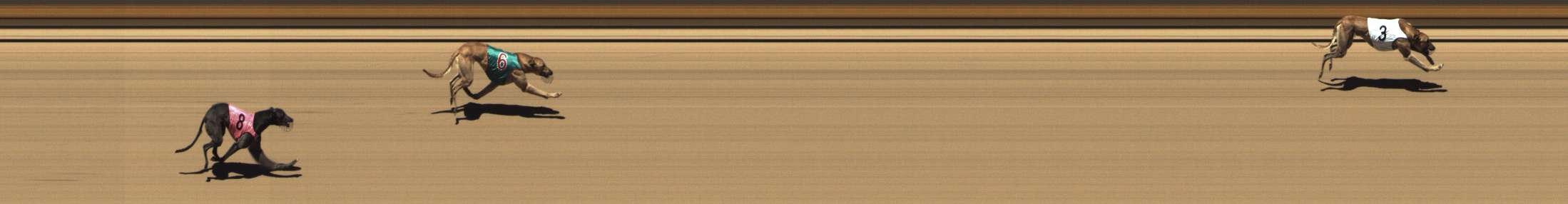 Photo finish for Shepparton Race 1