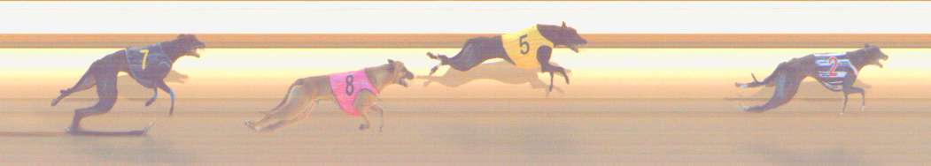 Photo finish for Shepparton Race 11
