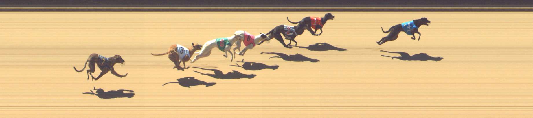 Photo finish for Shepparton Race 2