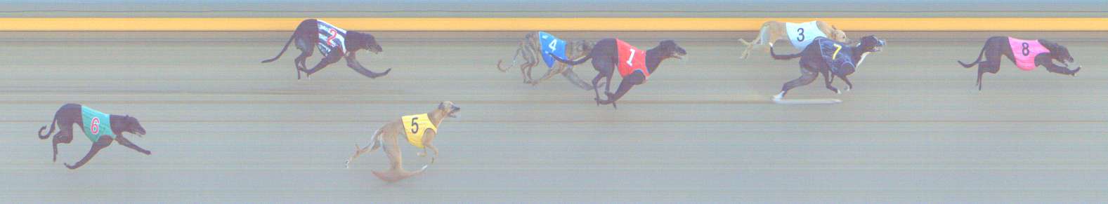 Photo finish for Shepparton Race 14