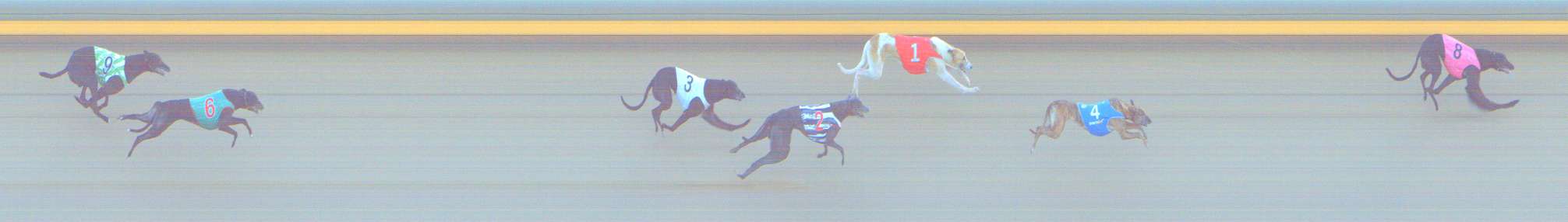 Photo finish for Shepparton Race 12