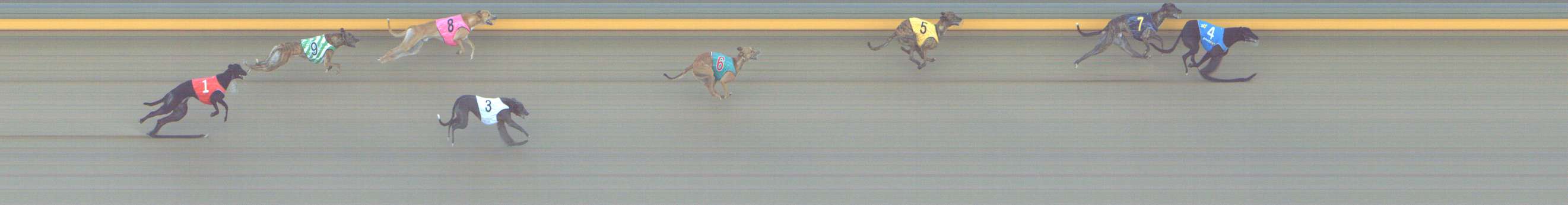 Photo finish for Shepparton Race 9