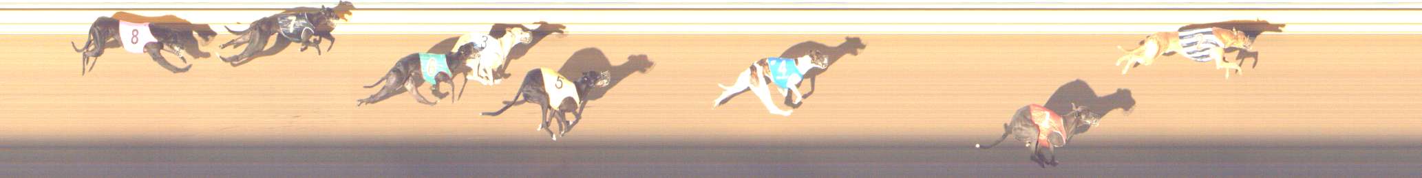 Photo finish for Shepparton Race 6