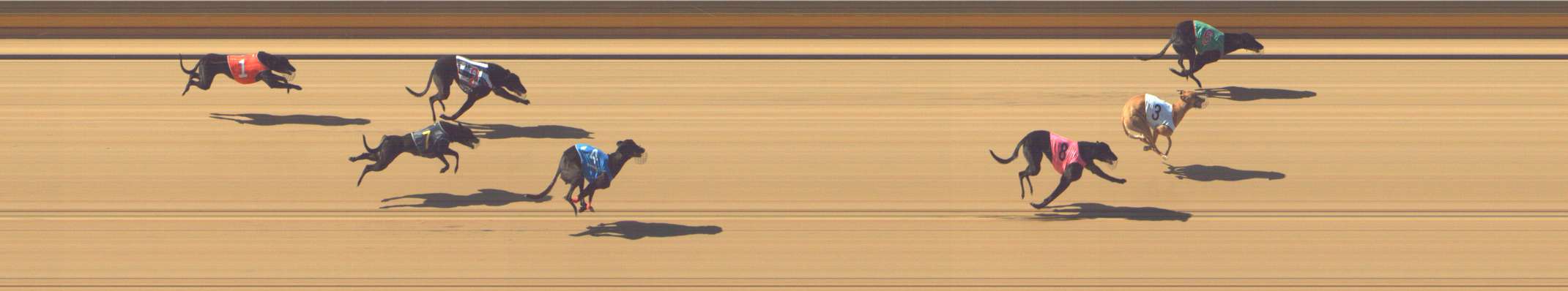 Photo finish for Shepparton Race 2