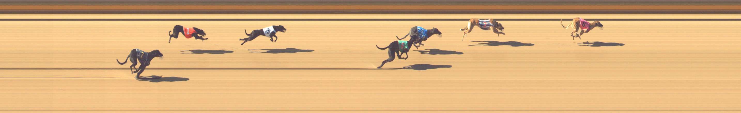 Photo finish for Shepparton Race 2