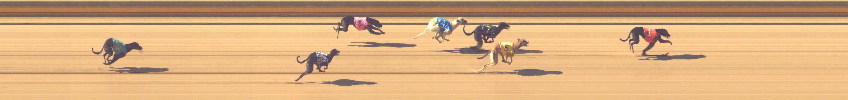 Photo finish for Shepparton Race 2
