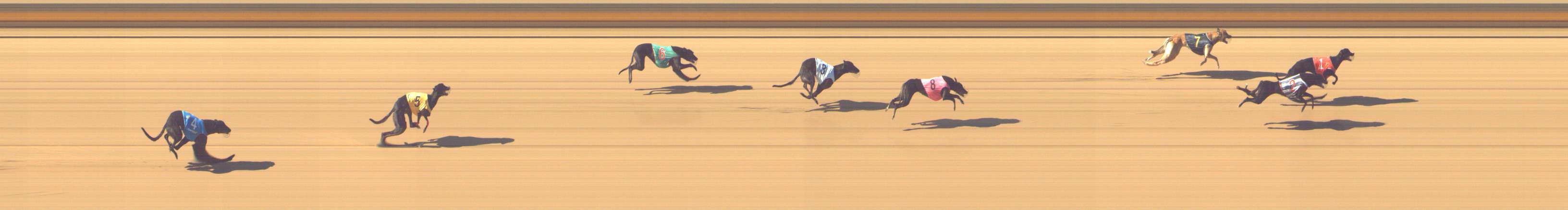 Photo finish for Shepparton Race 3