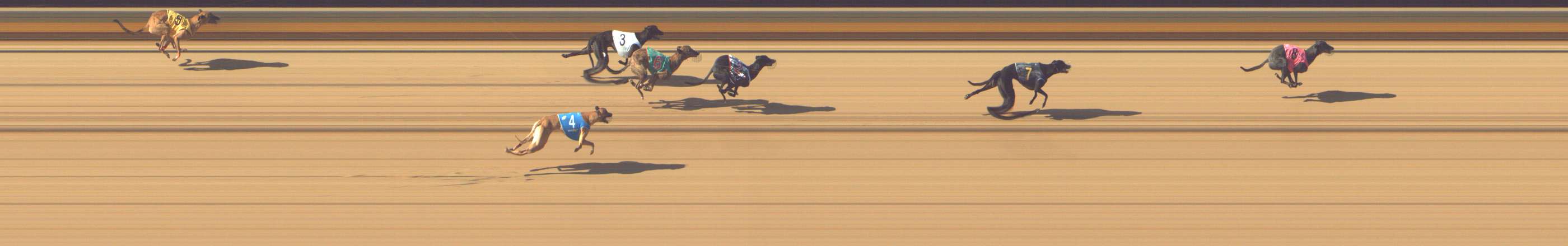 Photo finish for Shepparton Race 5
