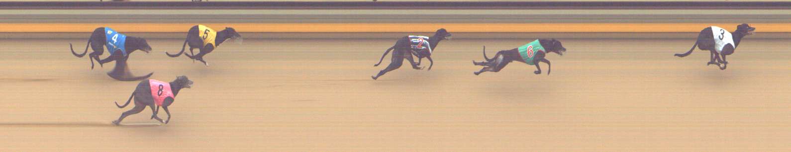 Photo finish for Shepparton Race 12