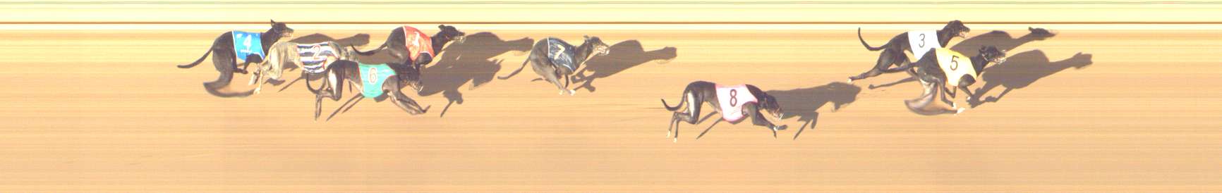 Photo finish for Shepparton Race 13
