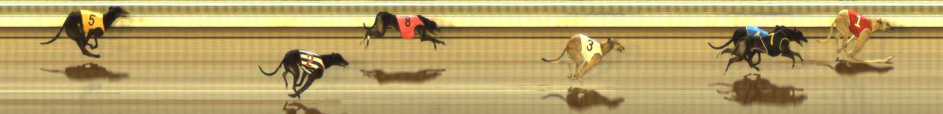 Photo finish for The Meadows Race 11