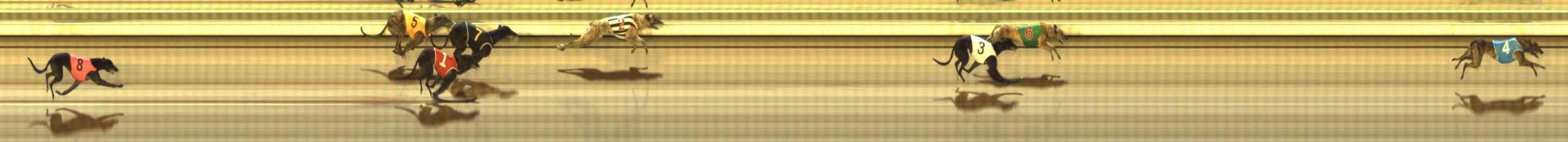 Photo finish for The Meadows Race 11