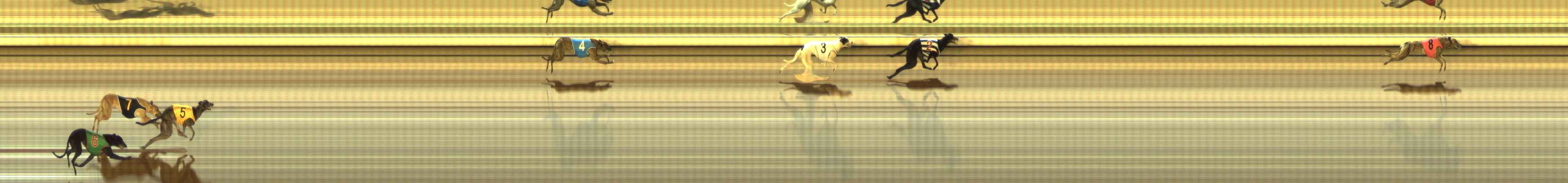 Photo finish for The Meadows Race 11