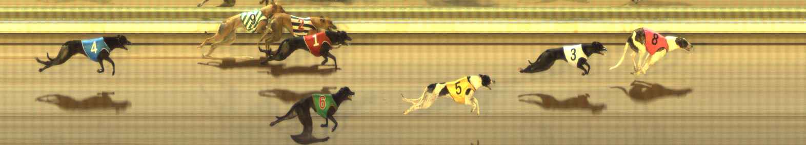 Photo finish for The Meadows Race 11