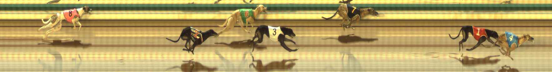 Photo finish for The Meadows Race 11