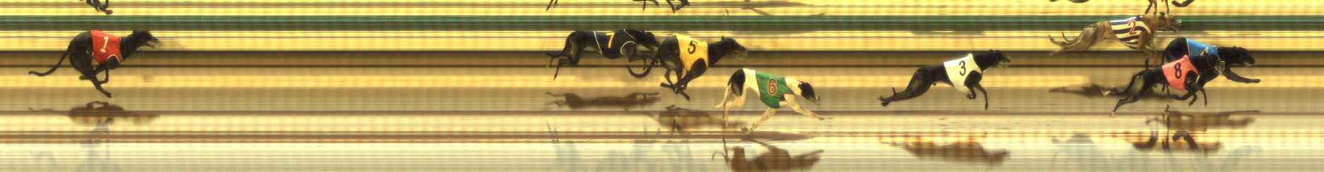 Photo finish for The Meadows Race 11