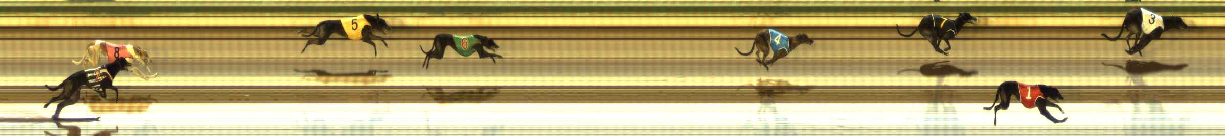 Photo finish for The Meadows Race 11