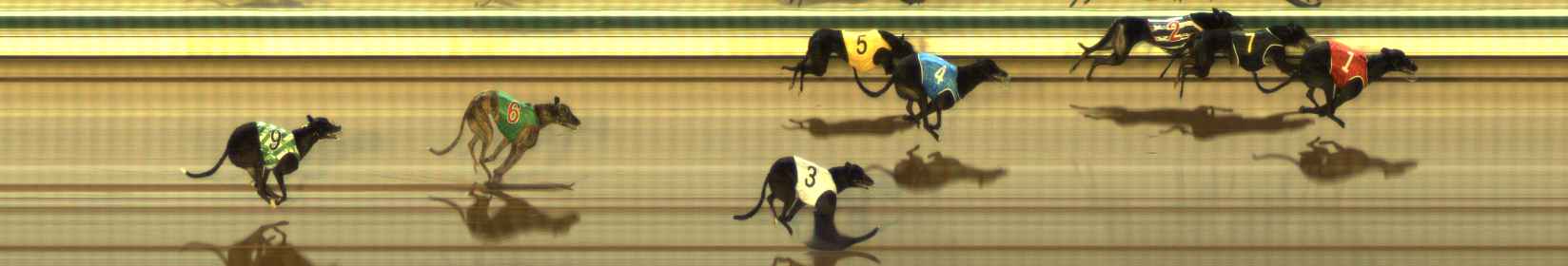 Photo finish for The Meadows Race 11