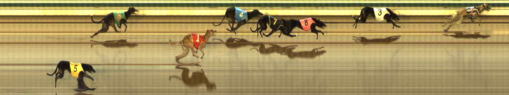 Photo finish for The Meadows Race 11