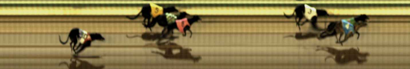 Photo finish for The Meadows Race 1
