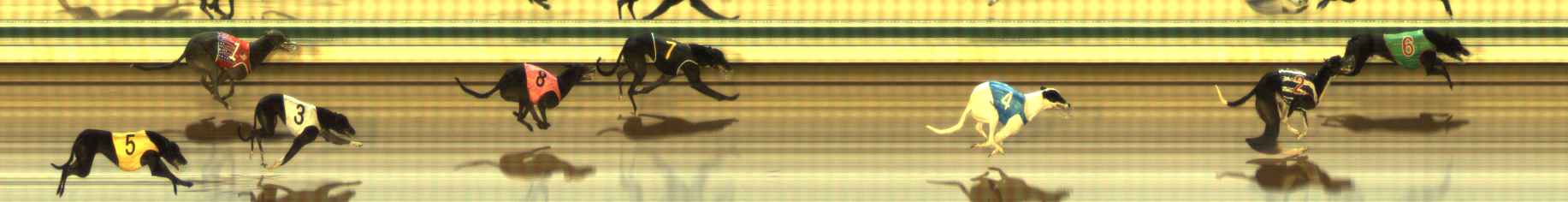 Photo finish for The Meadows Race 10
