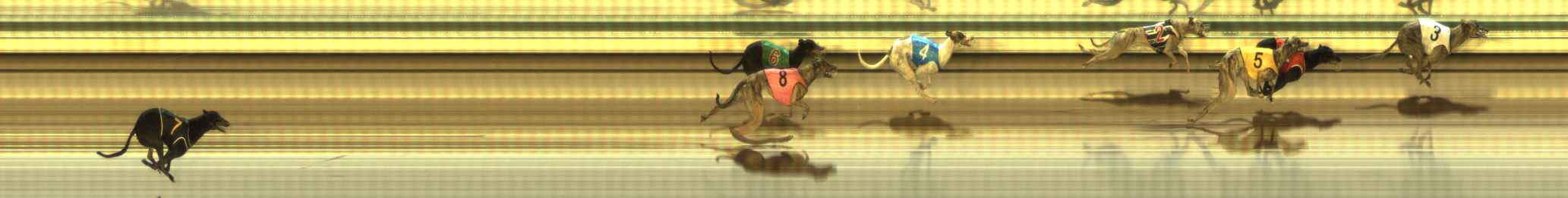 Photo finish for The Meadows Race 10