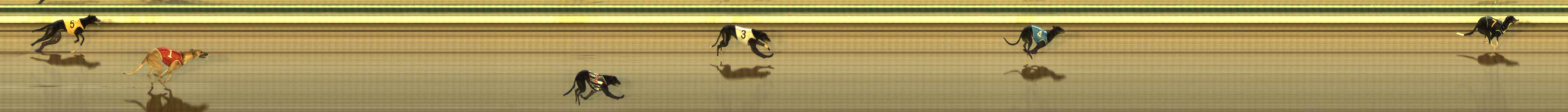 Photo finish for The Meadows Race 11