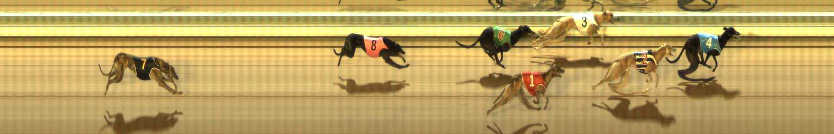 Photo finish for The Meadows Race 11