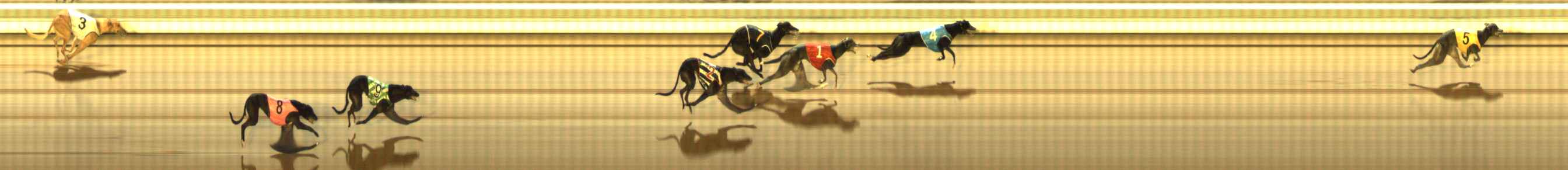Photo finish for The Meadows Race 12