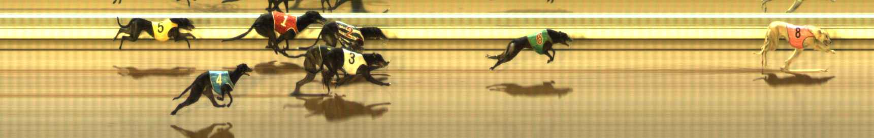 Photo finish for The Meadows Race 11