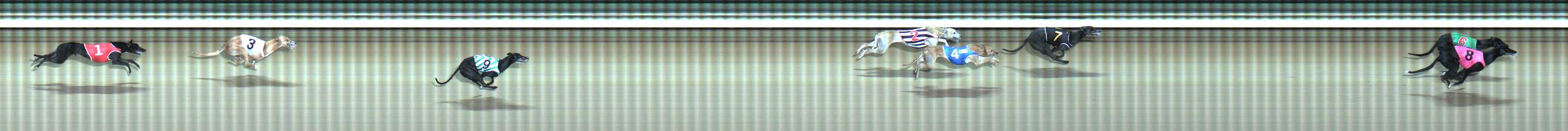Photo finish for Traralgon Race 8