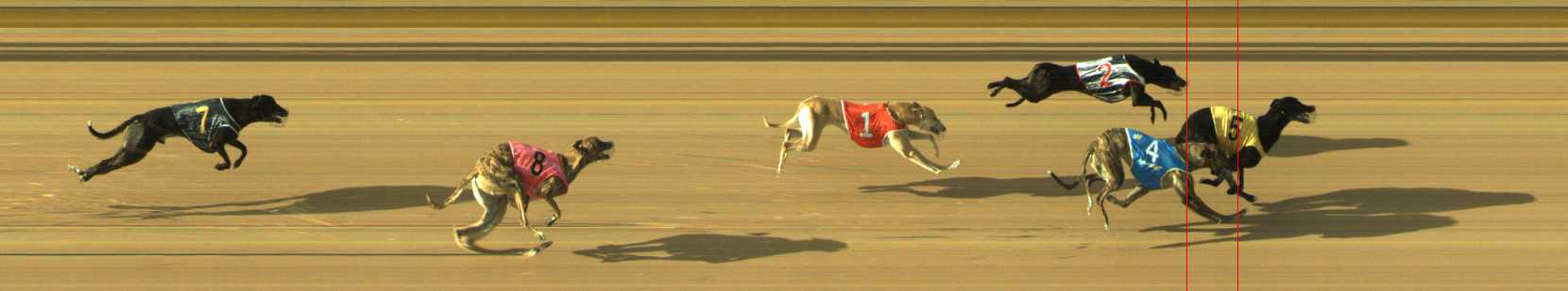 Photo finish for Traralgon Race 2