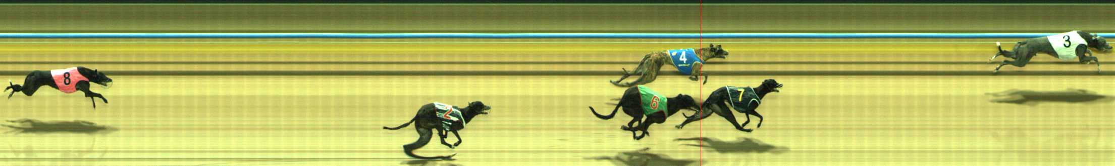 Photo finish for Traralgon Race 8
